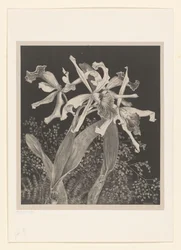 Orchideen