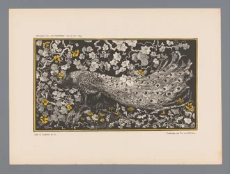 Pfau