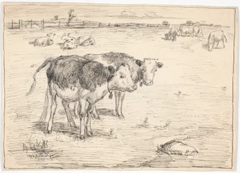 Ein paar Kälber auf "Fladen", Saltholm