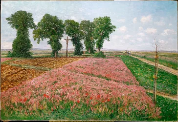 Esparsettenfelder