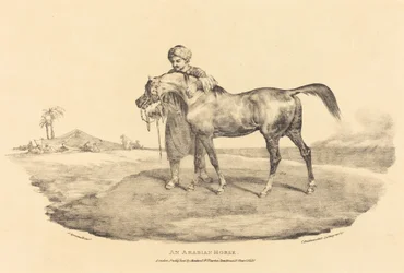 Ein arabisches Pferd