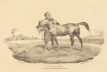 Ein arabisches Pferd