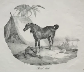Arabisches Pferd