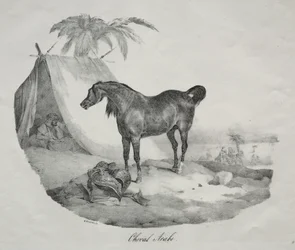 Arabisches Pferd