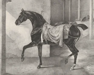 Schwarzes Pferd, in einem Stall angebunden, 1822.