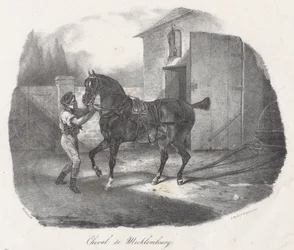 Mecklenburgisches Pferd