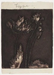 Letzte Mohnblumen