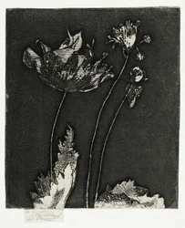 Letzte Mohnblumen