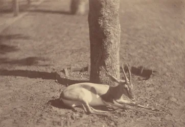 [Gazelle liegt an einem Baum]
