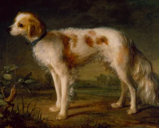 Ein Spaniel in einer Landschaft