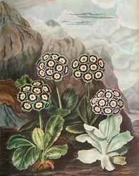 Aurikel, um 1802-1821, 1948