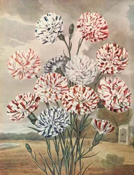 Picotees, ca. 1802-1821
