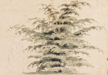 Studie eines Zedernbaums