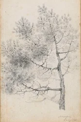 Studie einer Kiefer in Merton (recto)