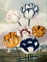 Tulpen