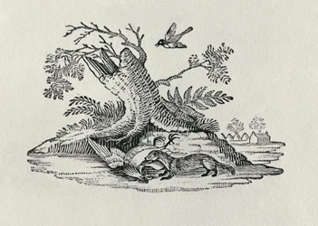 Eine Zibetkatze mit einem Hahn, aus „History of Quadrupeds“, 1790