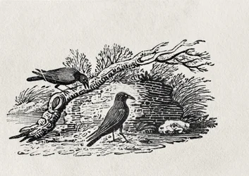 Krähen (Corvus corone corone) aus der 