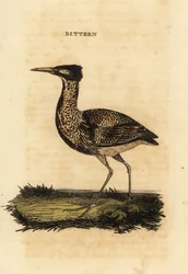 Rohrdommel oder Große Rohrdommel, Botaurus stellaris