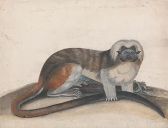 Studie für "Der Pinche oder Rotschwanzaffe" (ehemals der Baumwollkopf-Marmoset)