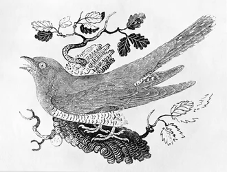 Der Kuckuck (Cuculus canorus) aus „Geschichte der britischen Vögel“, Band I, veröffentlicht 1797
