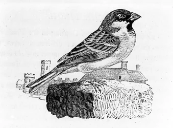 Der Haussperling, Illustration aus 