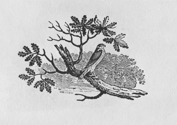 Der Sperber (Accipiter nisus) aus der 