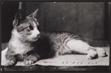 Die Katze von Mrs. Thomas Eakins