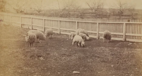 [Schafe auf einer Weide der Farm in Avondale, Pennsylvania]