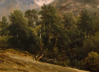 Wald in Romsdal