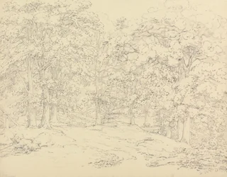 Bäume im Ashtead Park, Surrey