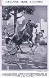 Alexanders Pferd, Bucephalus: das Pferd war glänzend schwarz mit einem weißen Stern auf der Stirn