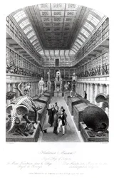 Das Hunterian Museum, Illustration zu 