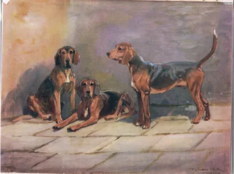 Hunde, Illustration aus 