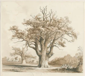 Teddesley Hall - Eichenbäume: Bleistift- und Tuschzeichnung, undatiert [Nov 1842]