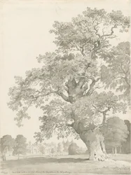 Tixall - Eiche