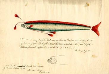 Aquarellzeichnung des Newlyn-Riemenfisches (Regalecus glesne), ca. 1849