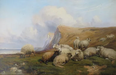 Shakespeare Cliff, Kent: Schafe auf Küstenweide