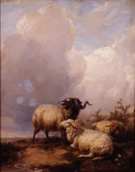 Schafe in der Landschaft