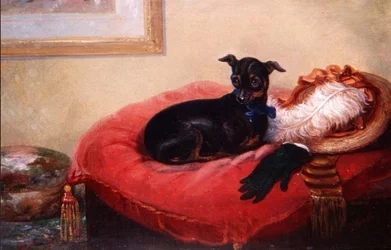 Ihr Lieblingshaustier: ein Manchester Terrier auf einem roten Kissen