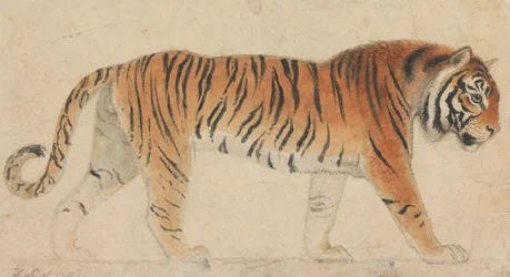 Ein Tiger in voller Länge, im Profil, nach rechts gehend