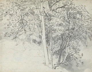 Studie von Bäumen