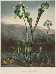 Der Tempel der Flora: Amerikanische Sumpfpflanzen