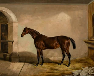 Teddy der Fliesenleger: Ein Pferd