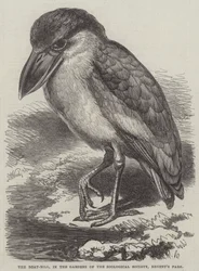 Der Bootsschnabel, in den Gärten der Zoologischen Gesellschaft, Regent