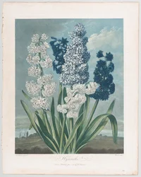 Hyazinthen, aus Der Tempel der Flora oder Garten der Natur, 1. Juni 1801