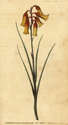Weihnachtsglocken, Blandfordia nobilis, 1800 (Gravur)