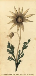 Flanellblume, Actinotus helianthi, 1800 (Gravur)