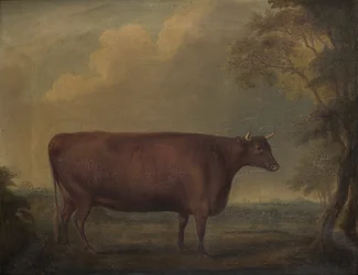 Rote Devon-Kälber in der Landschaft
