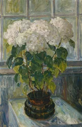 Hortensie