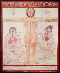 Anatomische Tafel, 1938 (Feder und Aquarell auf Stoff auf Leinwand)